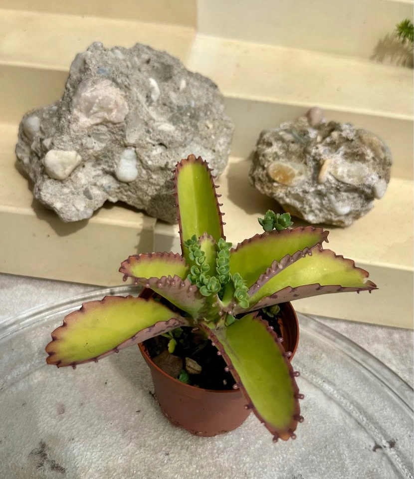 Mother of Thousands Kalanchoe Succulent Plant - photo 5