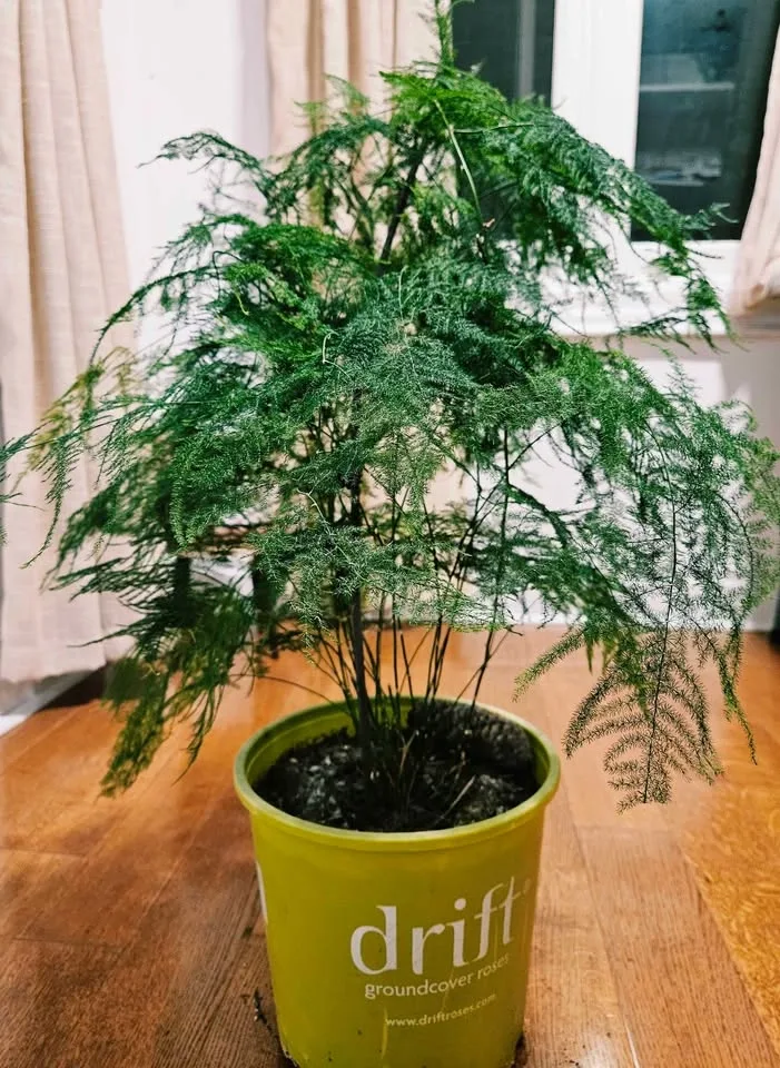 Beautiful Large Asparagus Fern – 10'' pot 70 cm Tall