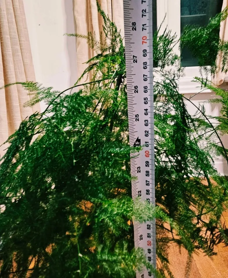 Beautiful Large Asparagus Fern – 10'' pot 70 cm Tall - photo 2