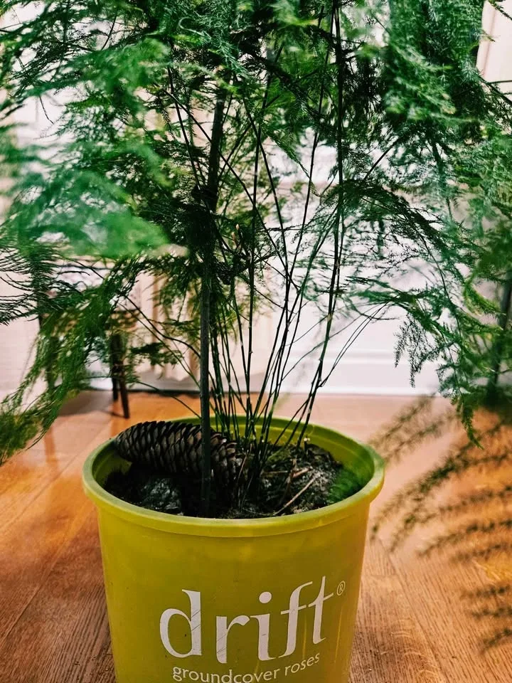 Beautiful Large Asparagus Fern – 10'' pot 70 cm Tall - photo 3