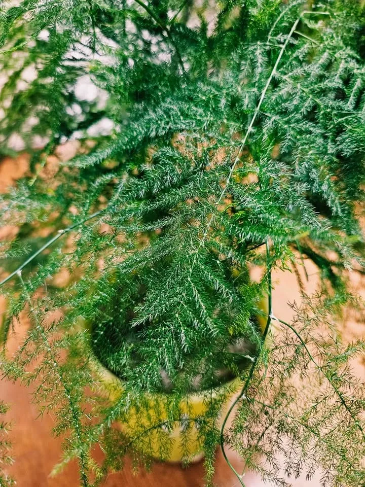 Beautiful Large Asparagus Fern – 10'' pot 70 cm Tall - photo 4