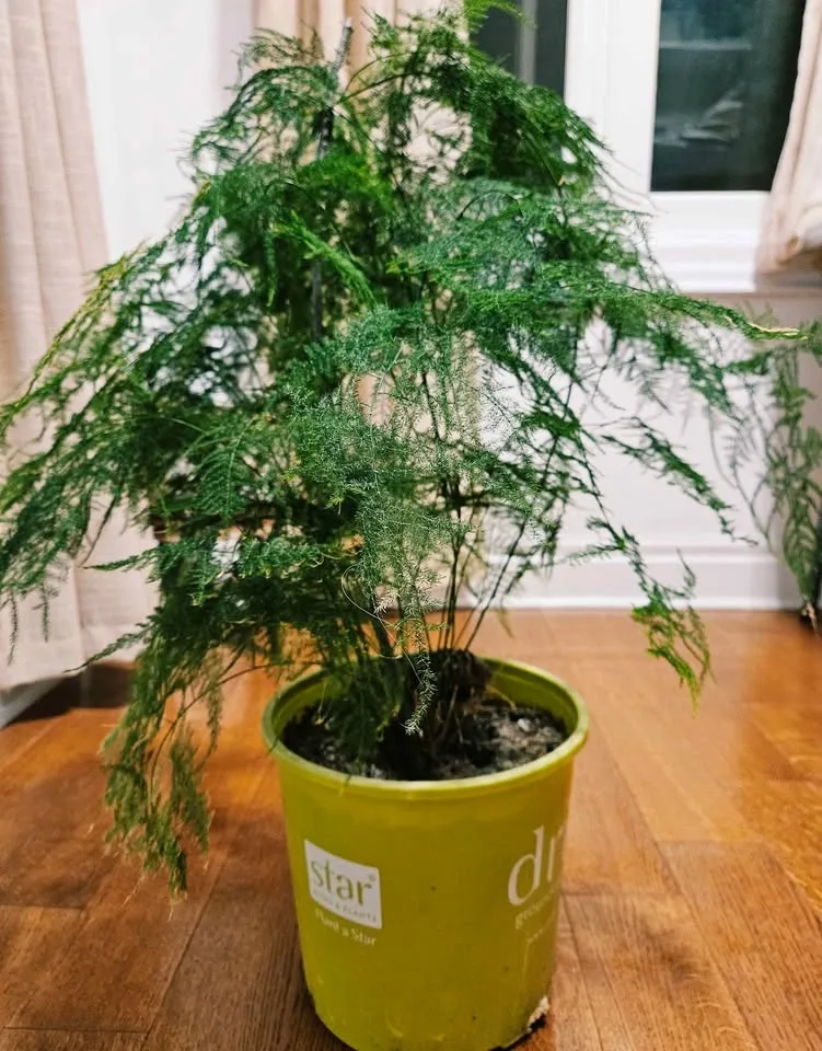 Beautiful Large Asparagus Fern – 10'' pot 70 cm Tall - photo 5