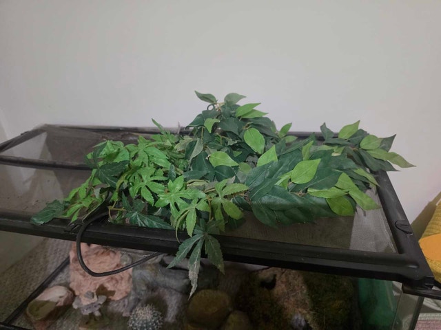 Exo Terra Terrarium - Large