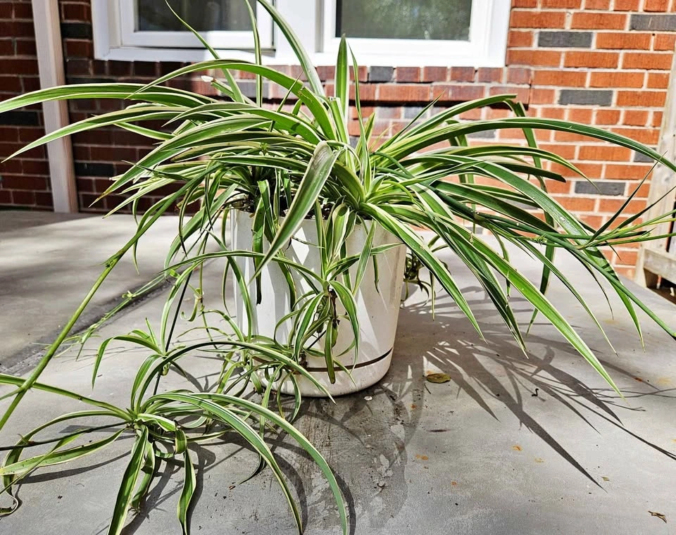 Large Healthy Variegated Spider Plant – With Flowers & Babies
