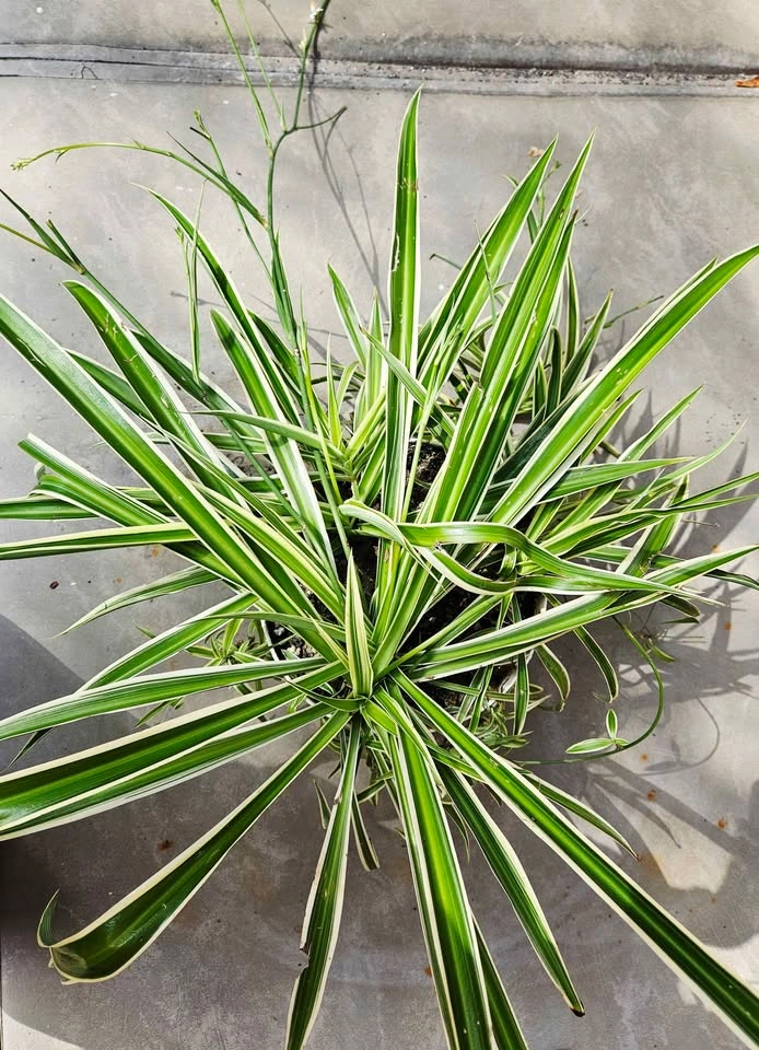 Large Healthy Variegated Spider Plant – With Flowers & Babies - photo 2