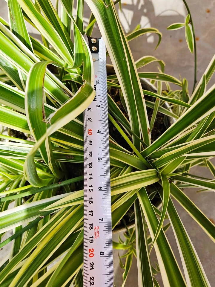 Large Healthy Variegated Spider Plant – With Flowers & Babies - photo 4