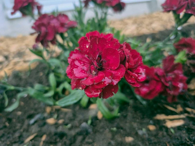 Camera Sony A77V - photo 4