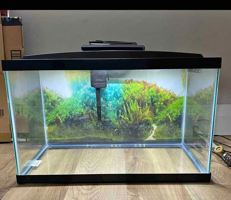 Aquarium / Fishes