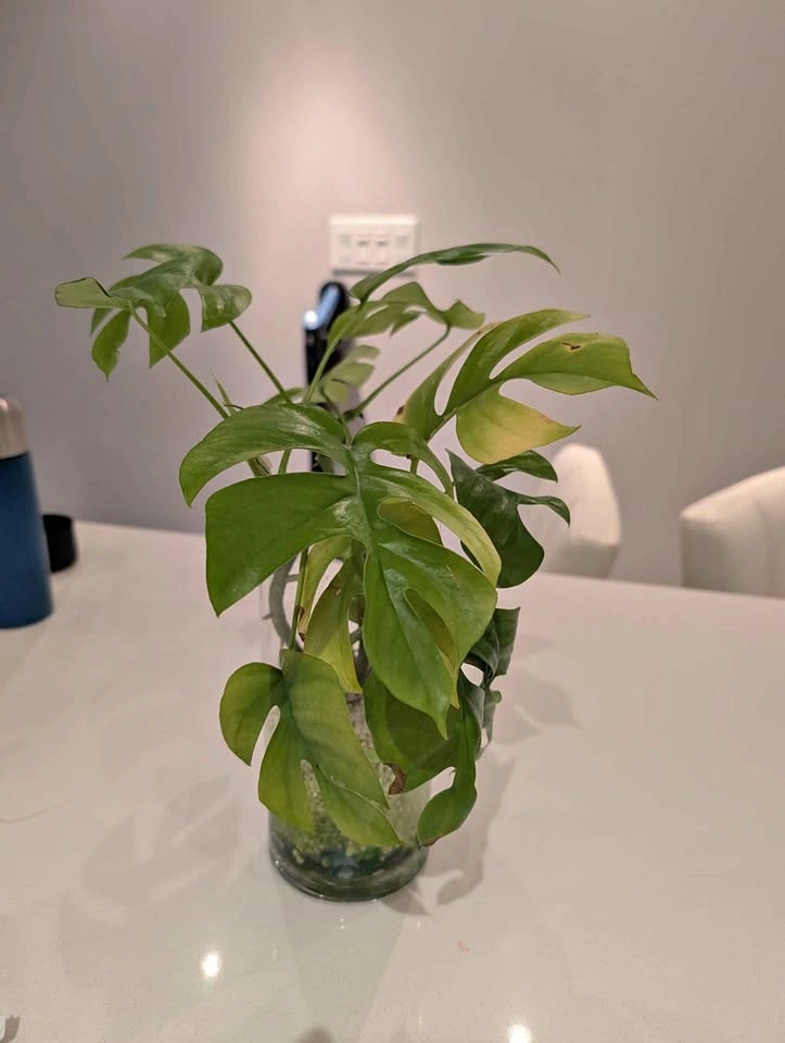 Mini Monstera cuttings (4 rooted cuttings)