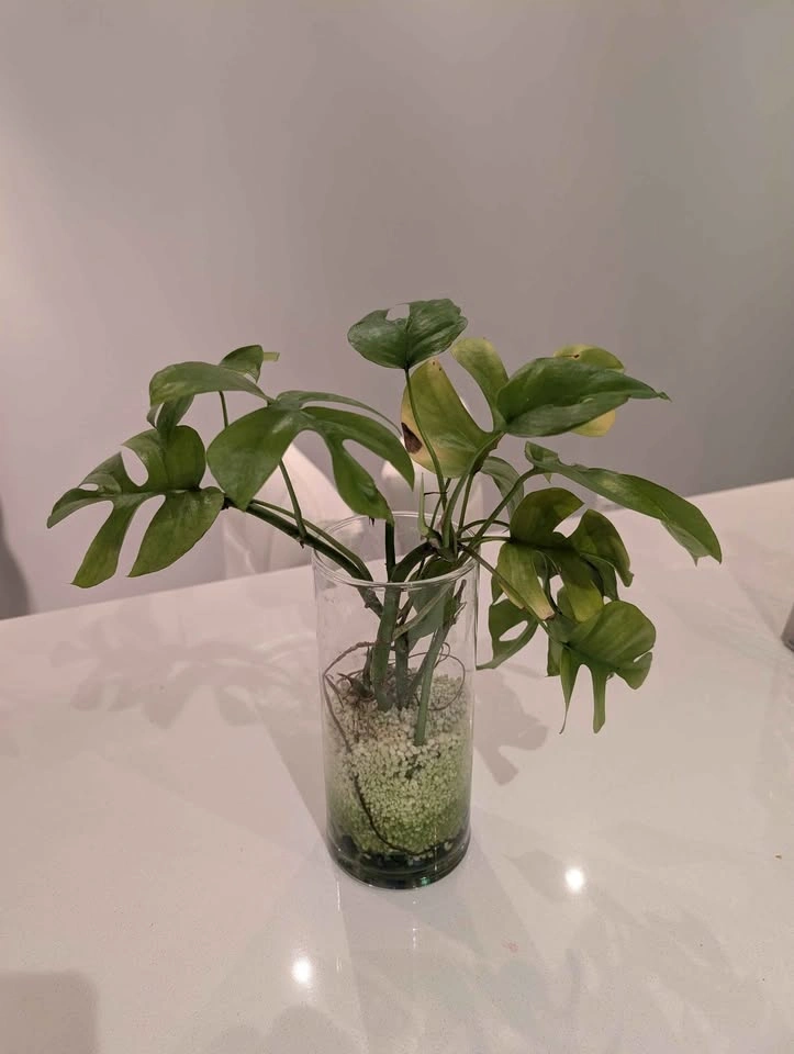 Mini Monstera cuttings (4 rooted cuttings) - photo 2