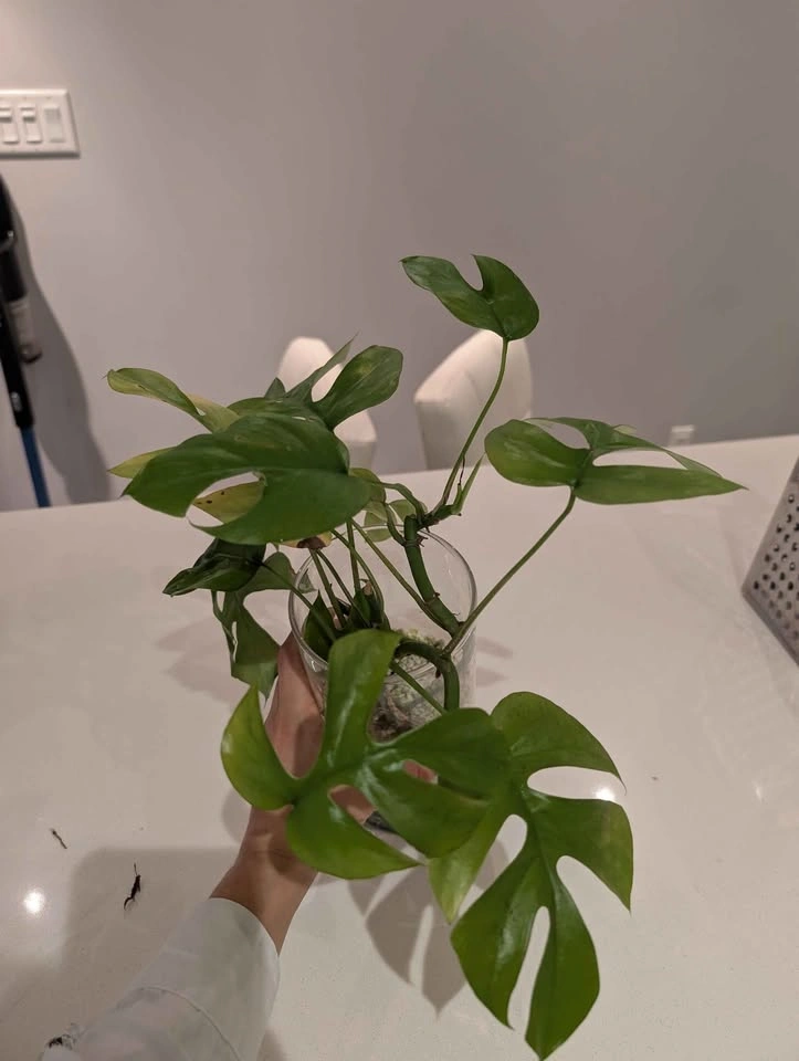 Mini Monstera cuttings (4 rooted cuttings) - photo 3