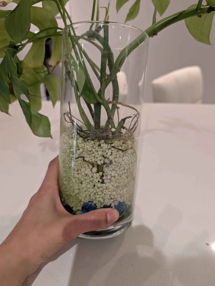 Mini Monstera cuttings (4 rooted cuttings) - photo 4