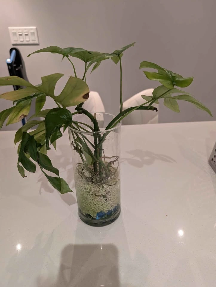 Mini Monstera cuttings (4 rooted cuttings) - photo 5