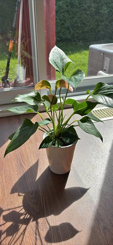 Anthurium Houseplant in White Ceramic Pot