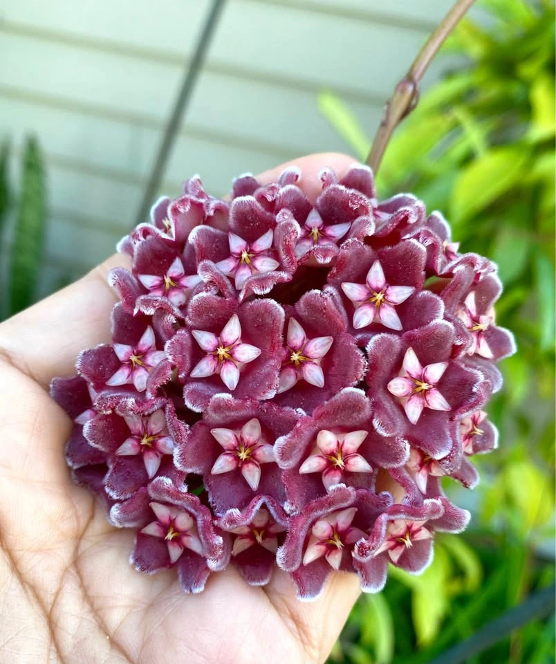 Hoya Publicalyx plant, with white speckle