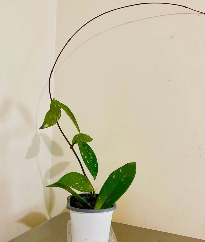 Hoya Publicalyx plant, with white speckle - photo 2