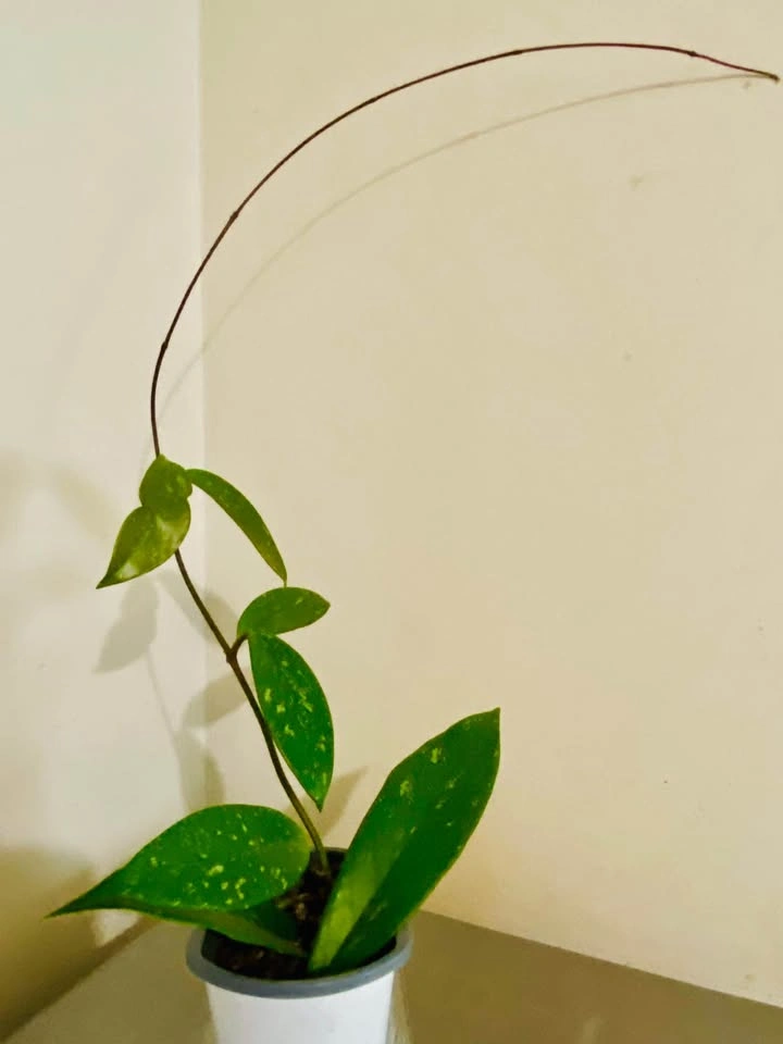 Hoya Publicalyx plant, with white speckle - photo 3