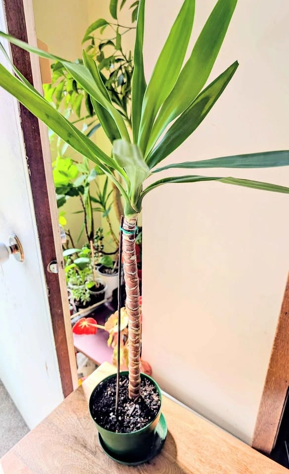 Healthy Indoor Yucca Cane (Yucca elephantipes)