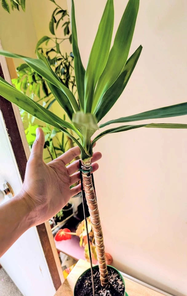 Healthy Indoor Yucca Cane (Yucca elephantipes) - photo 2