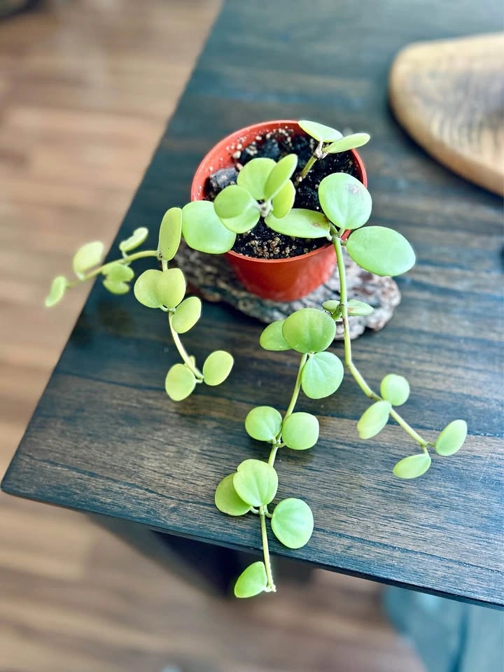 Peperomia Hope