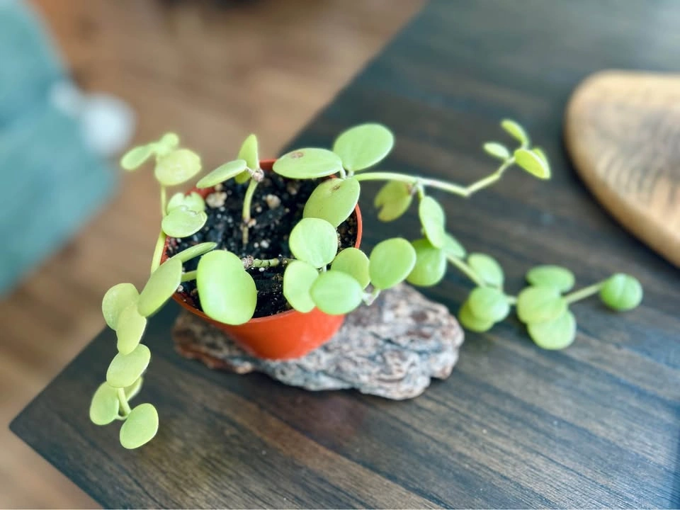 Peperomia Hope - photo 2