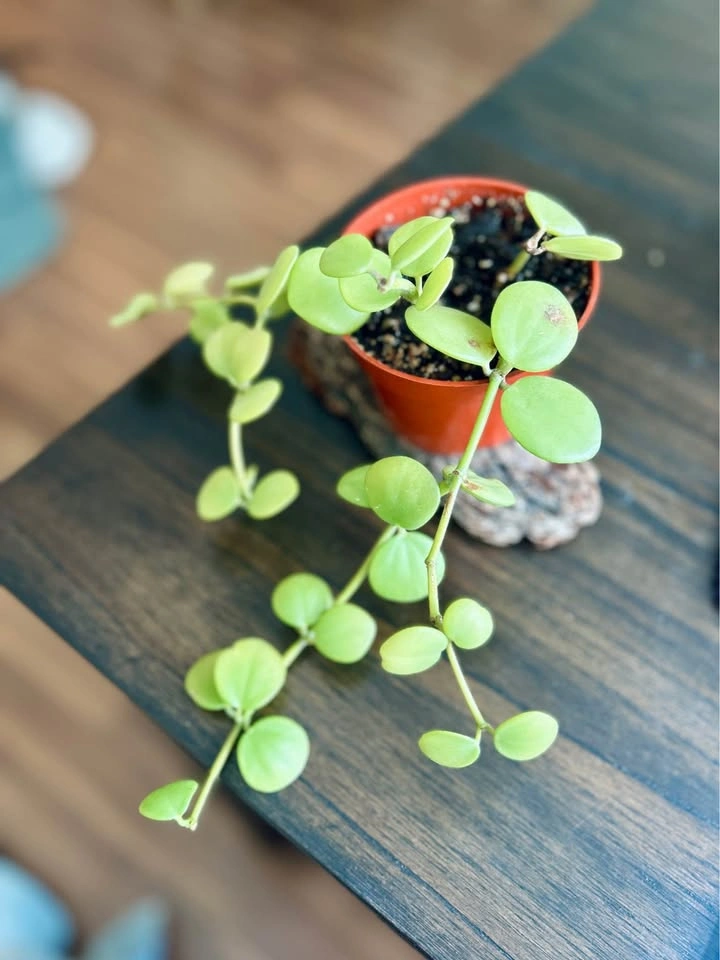 Peperomia Hope - photo 3