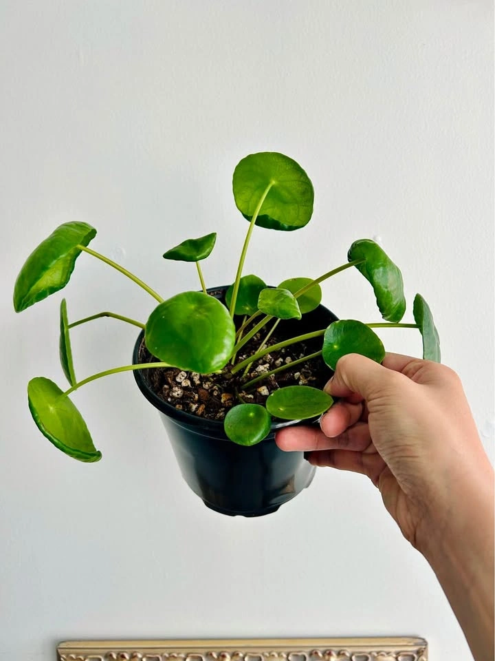 Pilea peperomioides (Chinese Money Plant)