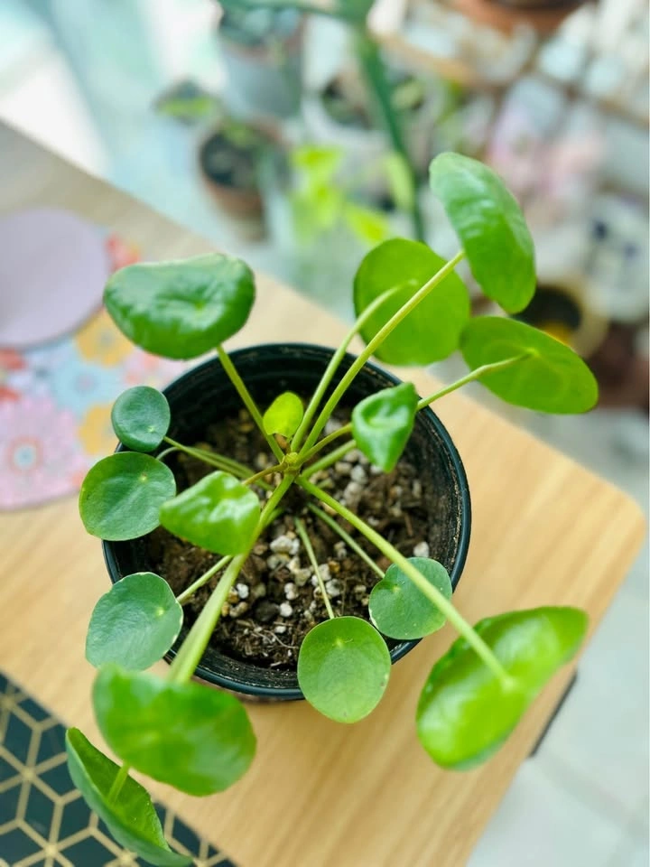 Pilea peperomioides (Chinese Money Plant) - photo 2