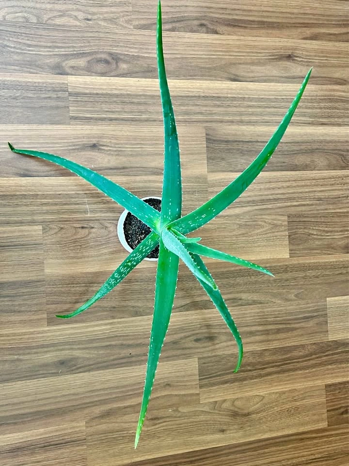 Healthy Aloe Vera Plant with Pot included