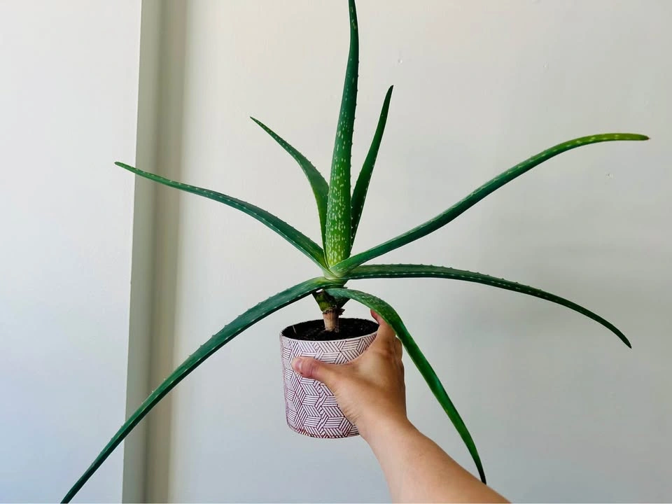 Healthy Aloe Vera Plant with Pot included - photo 2