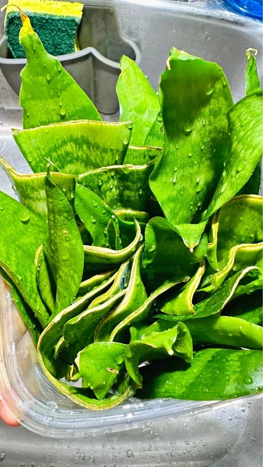 Snake Plant Leaf Cuttings for Propagation
