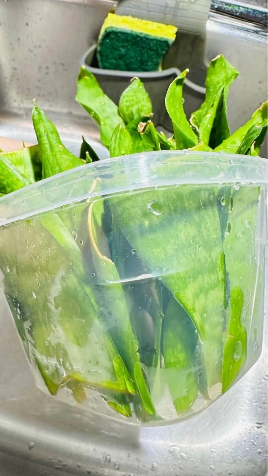 Snake Plant Leaf Cuttings for Propagation - photo 2