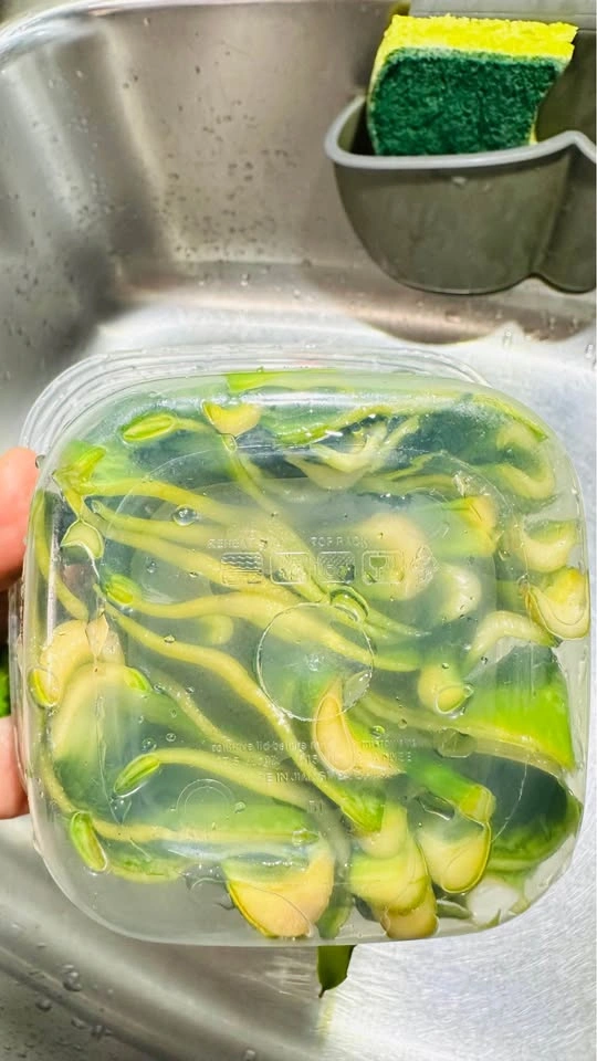 Snake Plant Leaf Cuttings for Propagation - photo 3