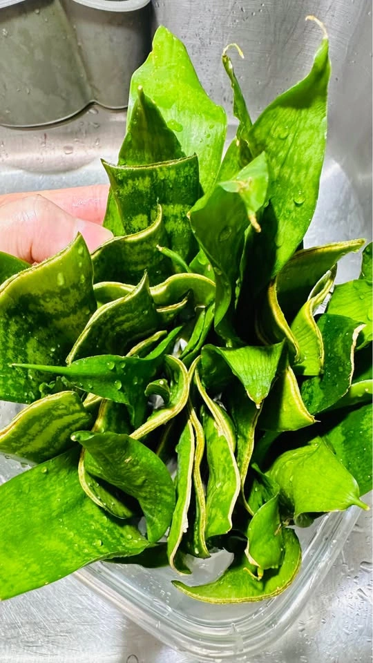 Snake Plant Leaf Cuttings for Propagation - photo 4