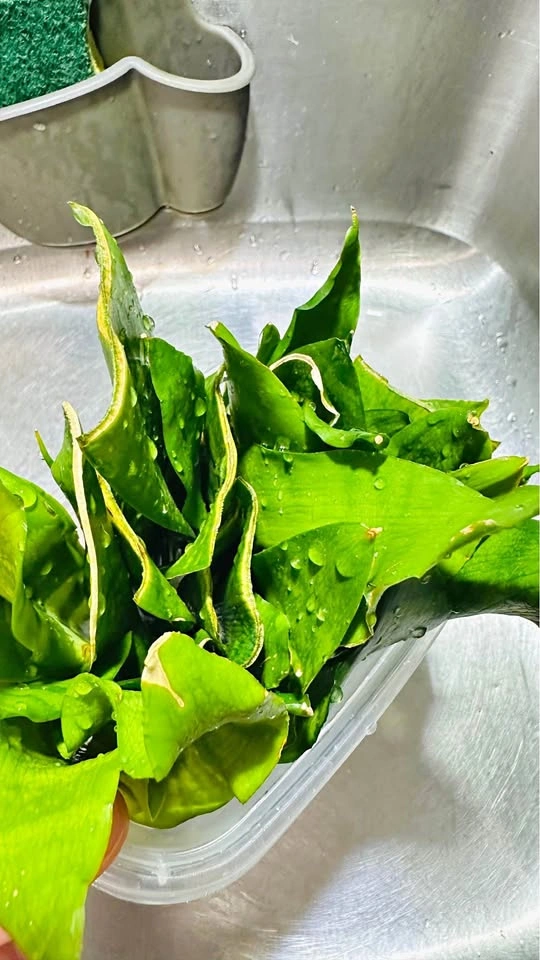 Snake Plant Leaf Cuttings