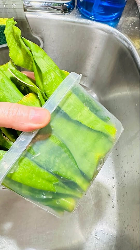 Snake Plant Leaf Cuttings - photo 4