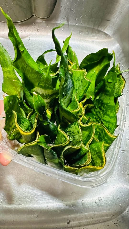 Snake Plant Cuttings