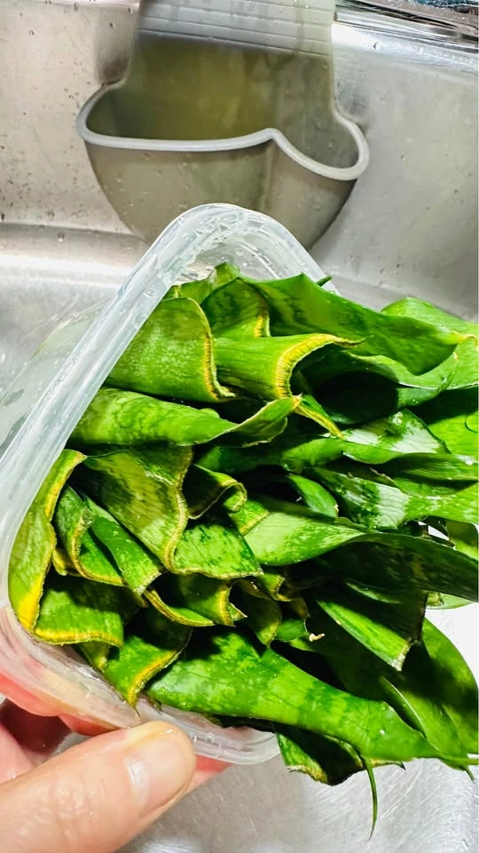 Snake Plant Cuttings - photo 4