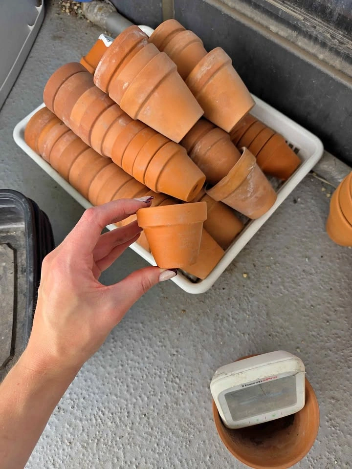 10-pack Terracotta Mini Pots