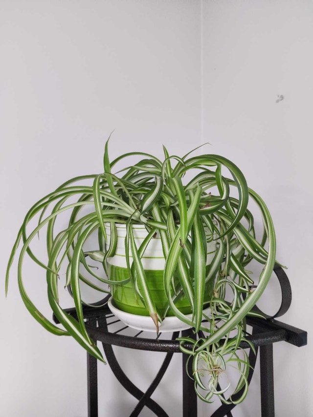 Spider Plant in Decorative Pot