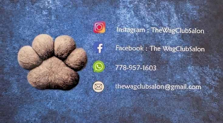 Dog grooming services in East Van - photo 2