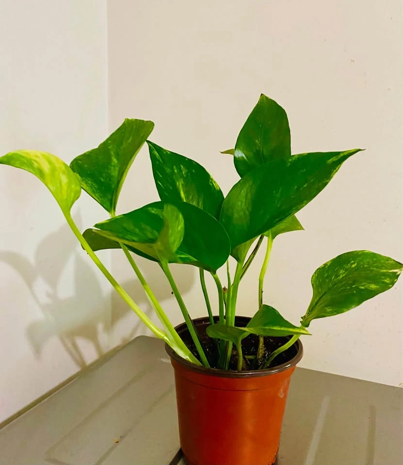 Green/variegated pothos galore, in 5” orange plastic pot