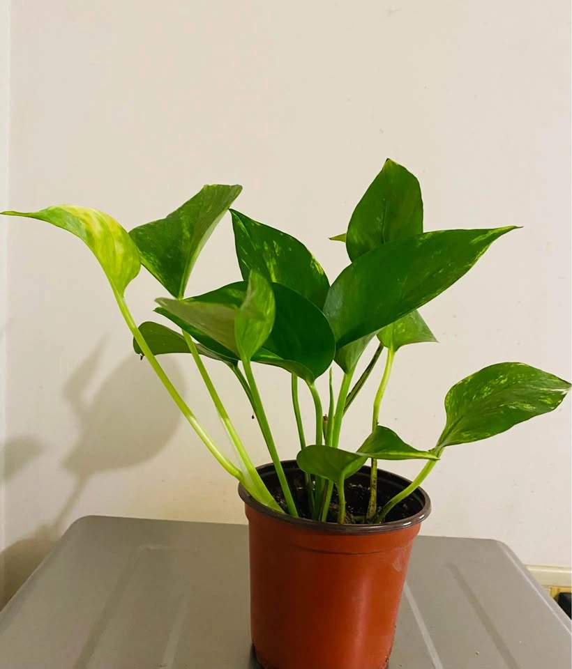 Green/variegated pothos galore, in 5” orange plastic pot - photo 2