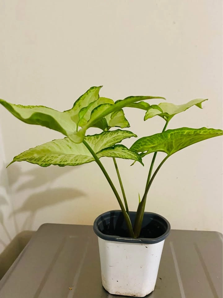 Chinese arrow head plant