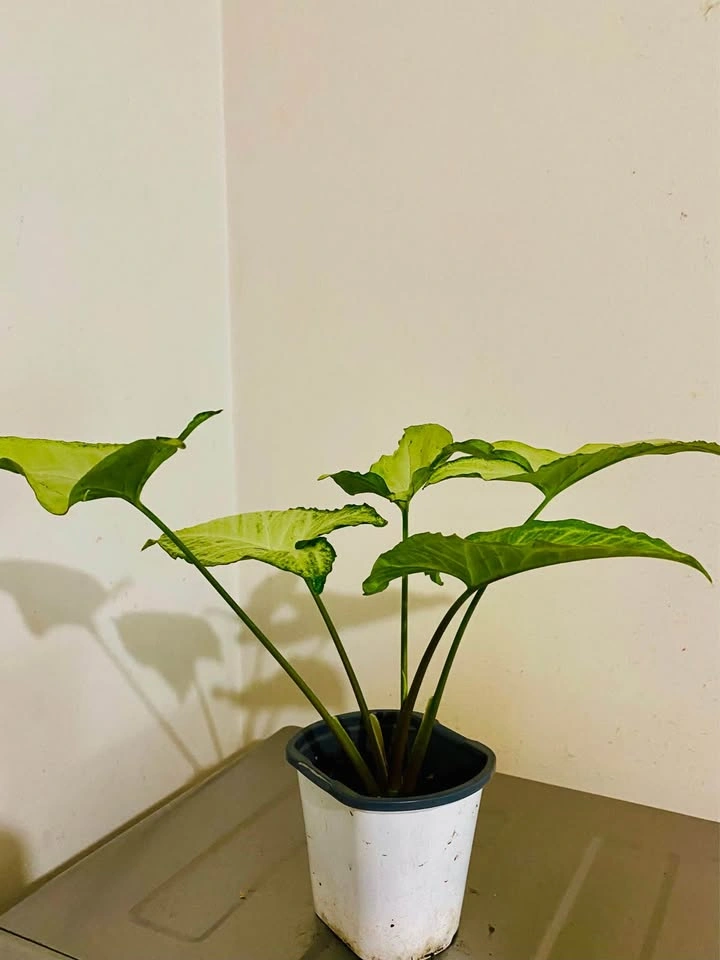 Chinese arrow head plant - photo 2