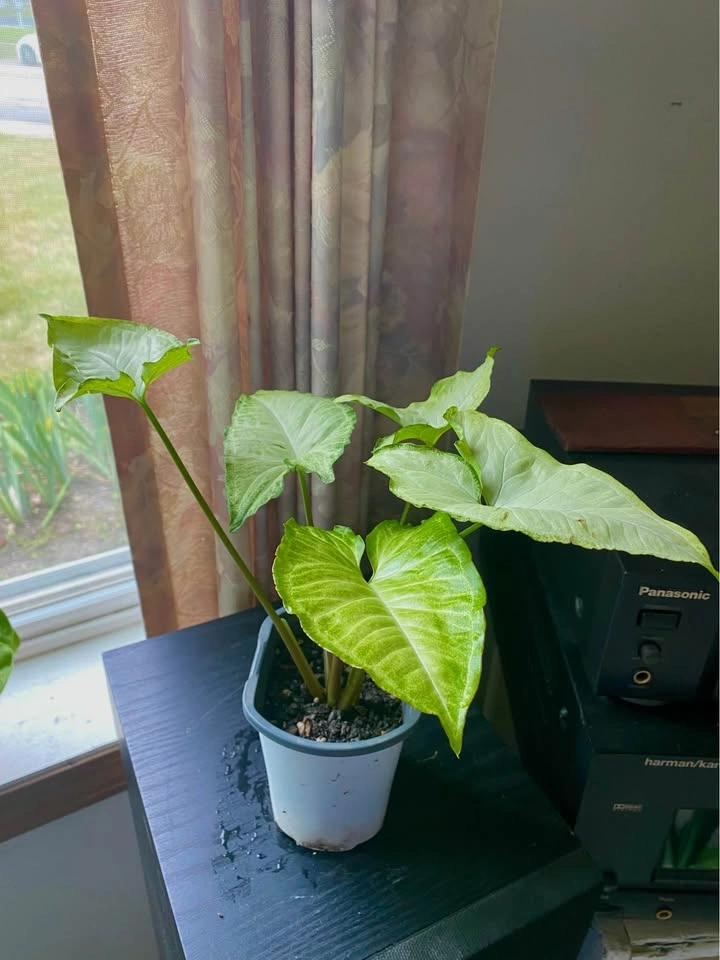 Chinese arrow head plant - photo 3