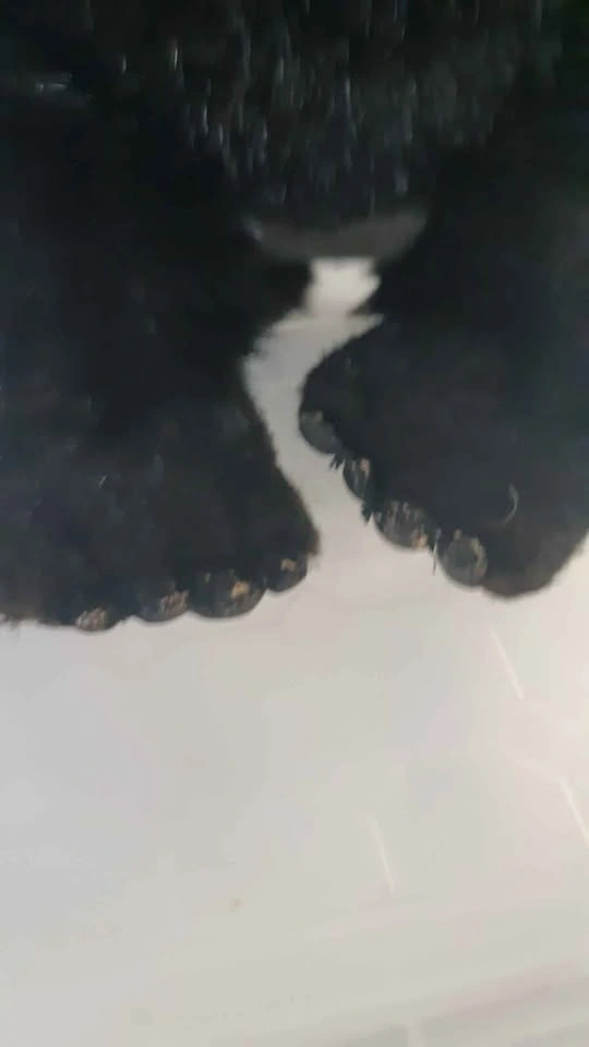 The Heritage Collection Black Bear Cub Plush 1992 - photo 4