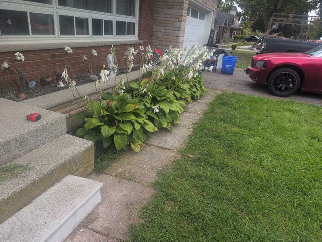 25 24x30 patio stones and 1 step free