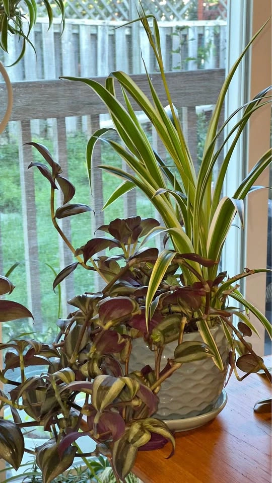 Tradescantia and spider