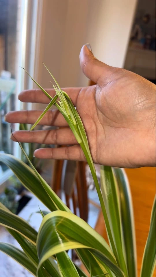 Tradescantia and spider - photo 2